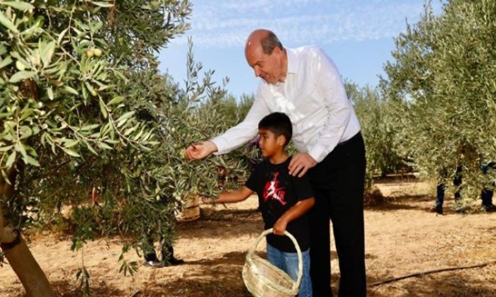 Cumhurbaşkanı Ersin Tatar, Zeytin Hasat Festivali’ne katıldı